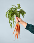 Seed Pop