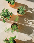 Tiny Terracotta Grow Kits