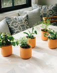 Tiny Terracotta Grow Kits