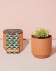 Tiny Terracotta Grow Kits