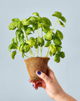 Seed Pop