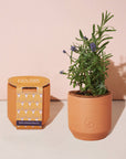 Tiny Terracotta Grow Kits