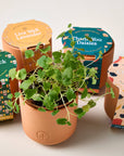 Tiny Terracotta Grow Kits