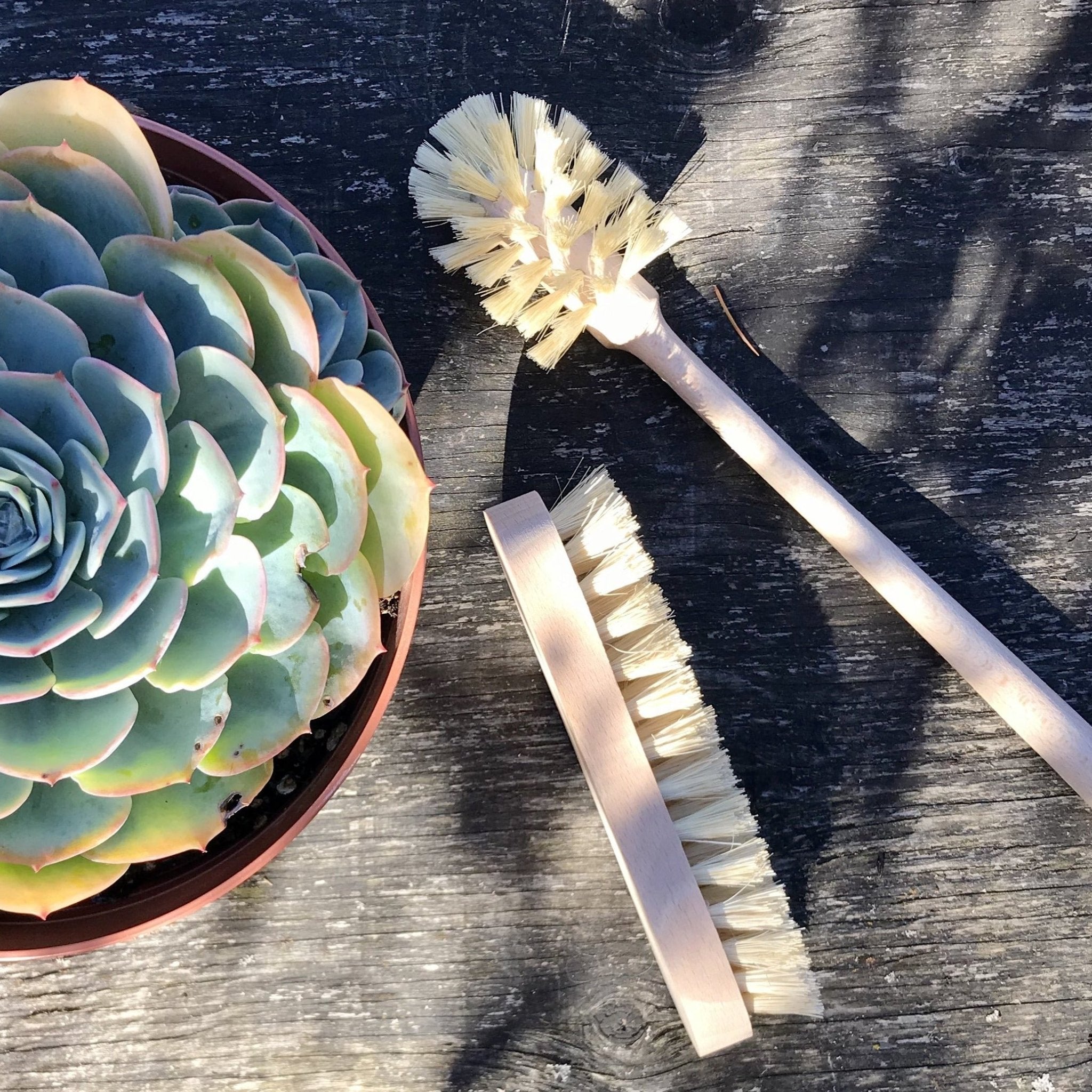 Cleaning Brushes: Tampico - Marley's Monsters