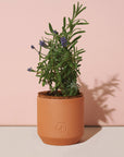 Tiny Terracotta Grow Kits