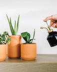 Tiny Terracotta Grow Kits