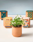 Tiny Terracotta Grow Kits
