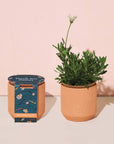 Tiny Terracotta Grow Kits
